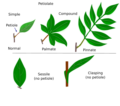 Leaf types