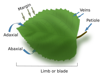 Plant organs. Leaf. Atlas of Plant and Animal Histology.