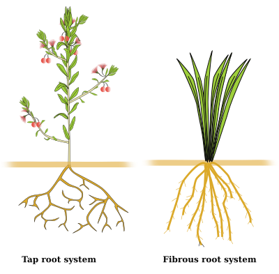 Root system