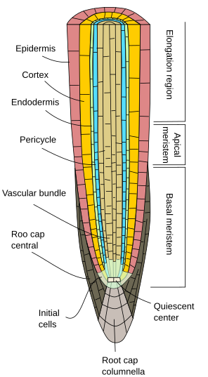 Plant Organs Root Primary Root Atlas Of Plant And Animal Histology