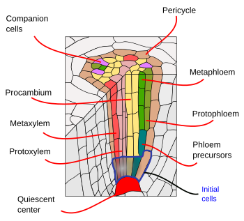 root apical meristem and shoot apical meristem