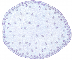 Monocot primary stem Monocot primary stem