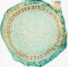 Stem of a dicot plant. Stem of a dicot plant.
