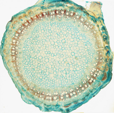 Stem of a dicot plant.