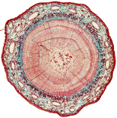 Secondary growth. Gymnosperm stem.