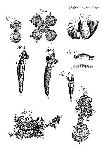 leeuwenhoek