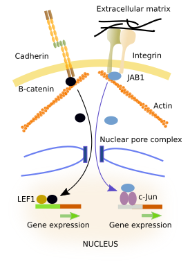 Adhesion molecules-gene expression 