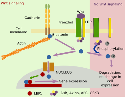 Adhesion molecules-gene expression