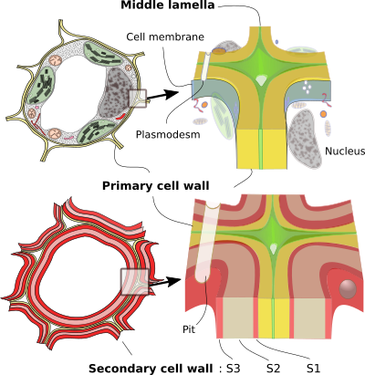 The Cell More Information Cell Wall Atlas Of Plant And Animal Histology