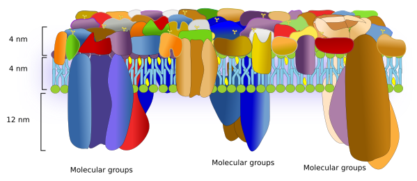 The Cell More Information Membrane Models Atlas Of Plant And Animal Histology