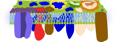 Membrane models