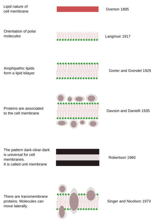 The Cell More Information Membrane Models Atlas Of Plant And Animal Histology