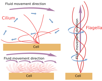 Mouvement des cils et des flagelles