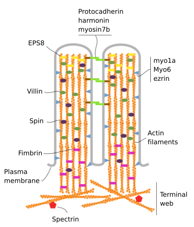 microvilli diagram