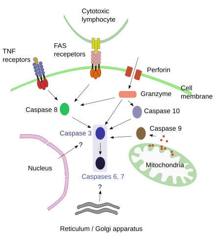 apoptosis