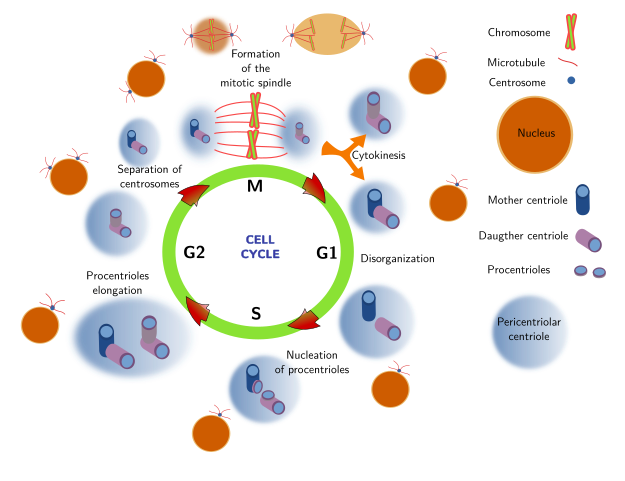 The Cell More Information Centrosome Atlas Of Plant And Animal Histology