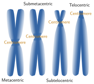 Chromosome morphology