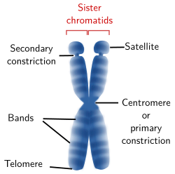 The cell. More information. Chromosomes. Atlas of Plant and Animal ...