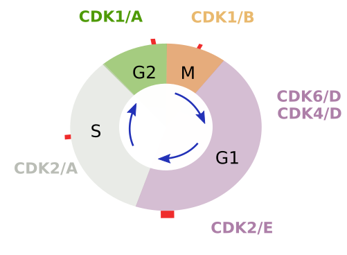 The cell. More information. Cell cycle regulation. Atlas of Plant and ...