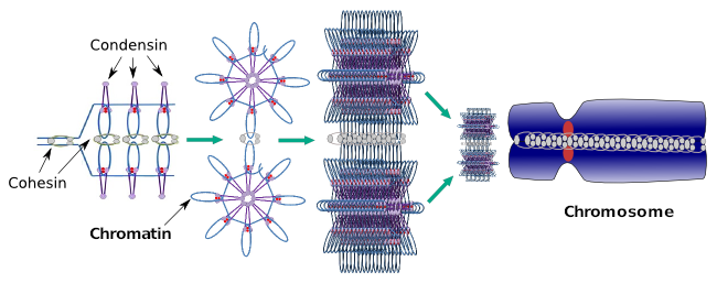  Condensine 