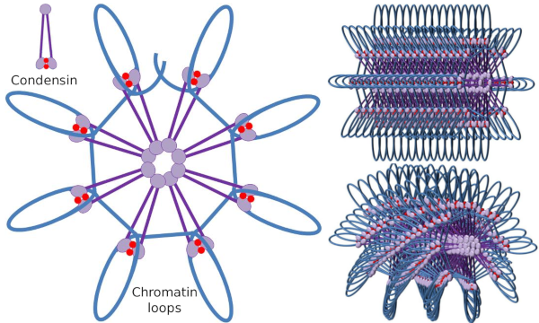 Condensin