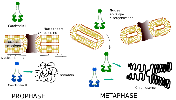 Condensine