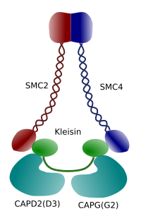  Condensines 