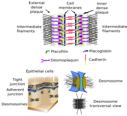 The cell. 3. Cell membrane. Cell junctions. Atlas of plant and animal ...