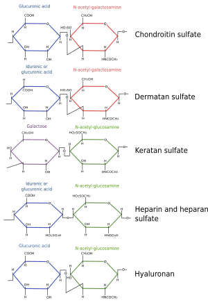 The Cell. 2. Extracellular Matrix. Components: Glycosaminoglycanes ...