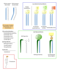 Lipids