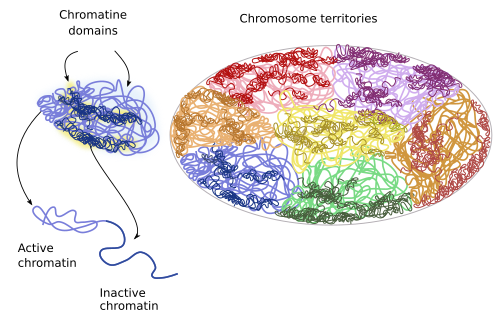 The cell. 4. Nucleus. Chromatin. Atlas of plant and animal ...