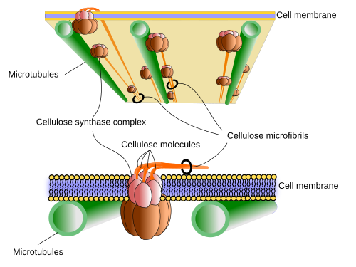 cellulose plant cell