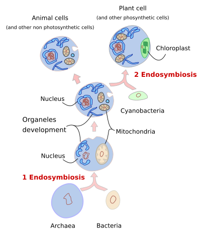 The cell. 1. Endosymbiosis. Atlas of Plant and Animal Histology