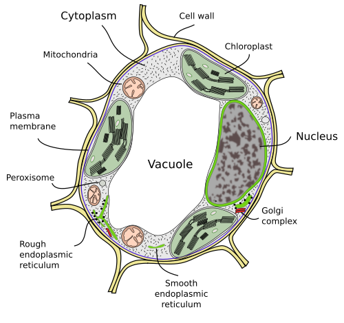 vacuole drawing