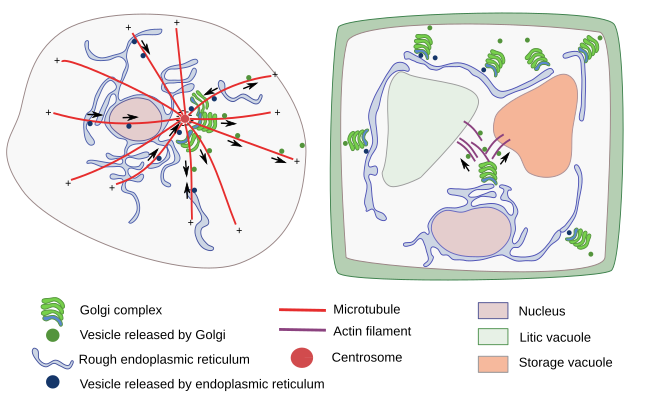 golgi apparatus in a plant cell