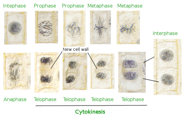 telophase in plant cells