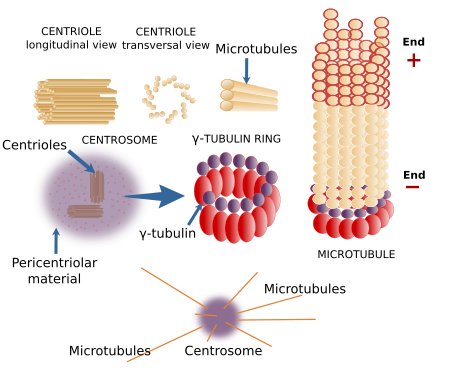 microtubules in a cell