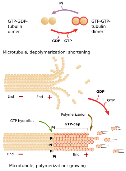 microtubules