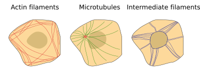 Cytoskeleton