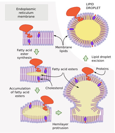 The Cell 6 Non Vesiclular Lipid Droplets Atlas Of Plant And Animal Histology