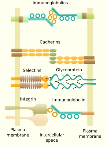 Cell Adhesion - Biology Simple