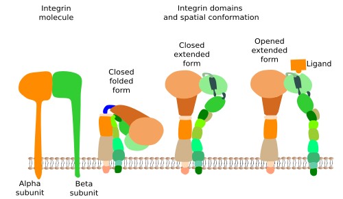 Cell-extracellular matrix adhesion