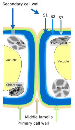 extracellular matrix diagram