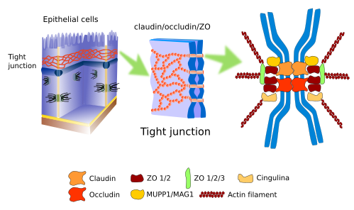 cell junctions