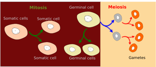 somatic cells mitosis