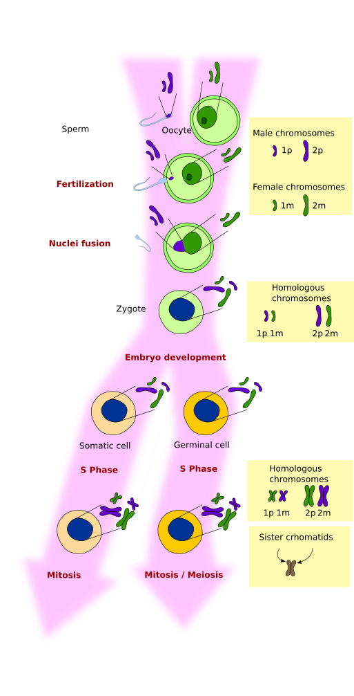 9 stages of meiosis