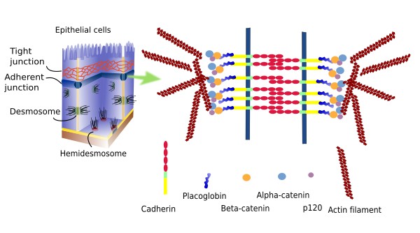 tight junctions desmosomes gap junctions