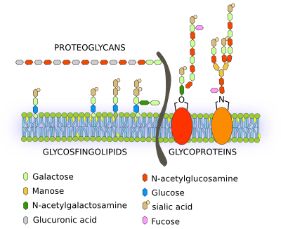 Carbohydrates In Cell Membrane