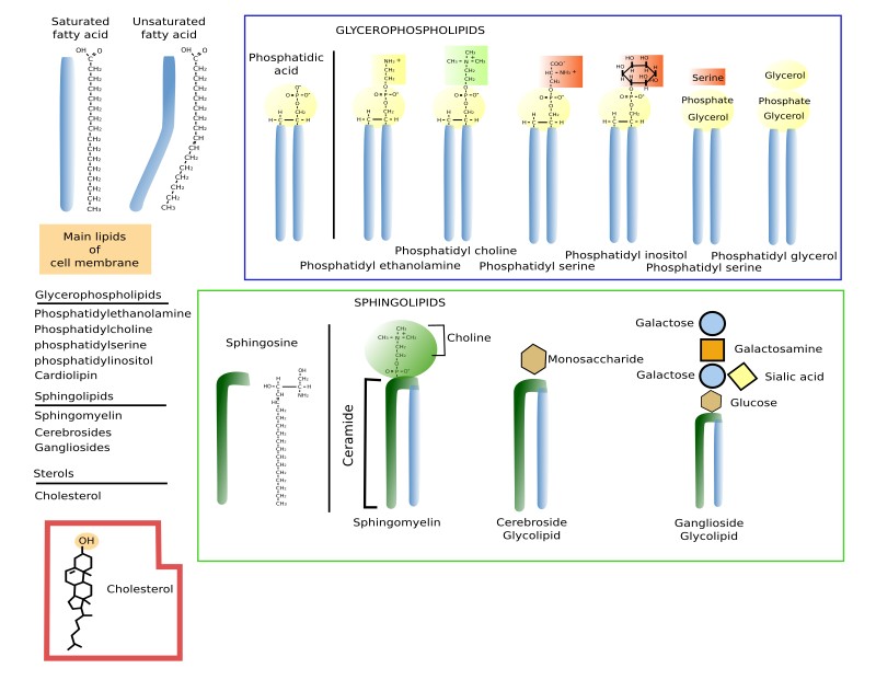What Are The 2 Main Types Of Lipids Infoupdate