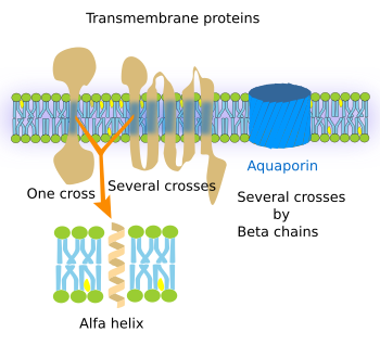 transmembrane proteins in cell membrane